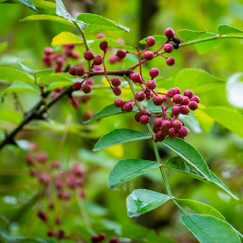 Prickly Ash